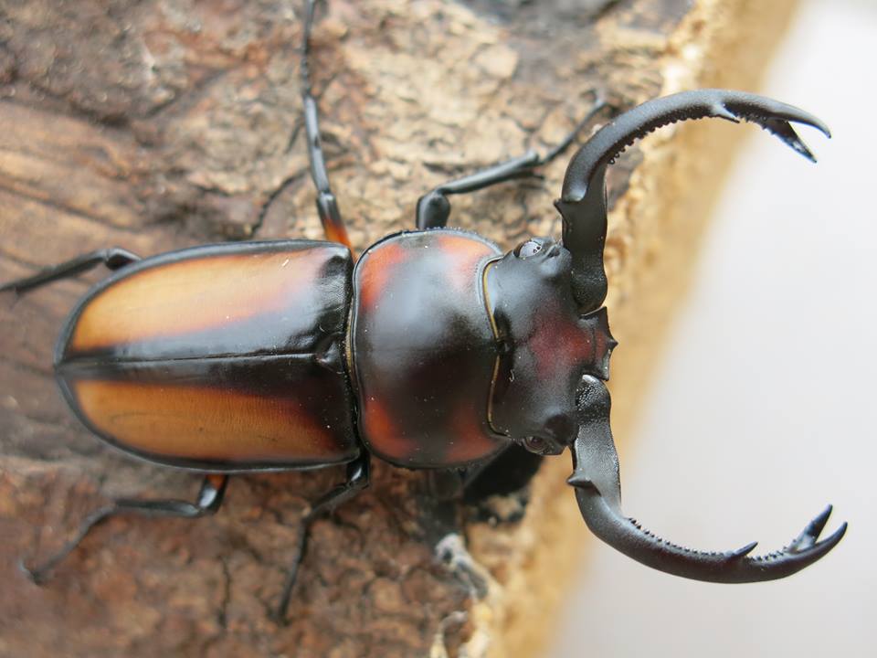 Thai Golden Hart Stag Beetle (Rhaetulus crenatus speciosus)