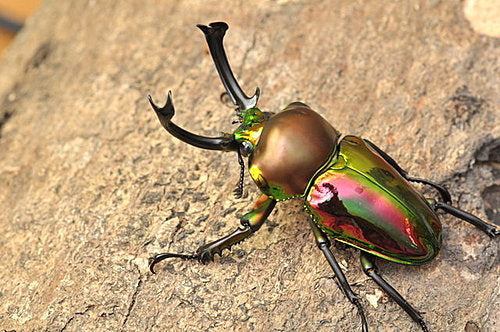 Red Rainbow Stag Beetle (Phalacrognathus muelleri)