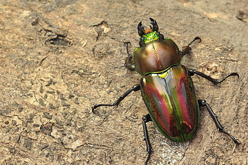 Red Rainbow Stag Beetle (Phalacrognathus muelleri)