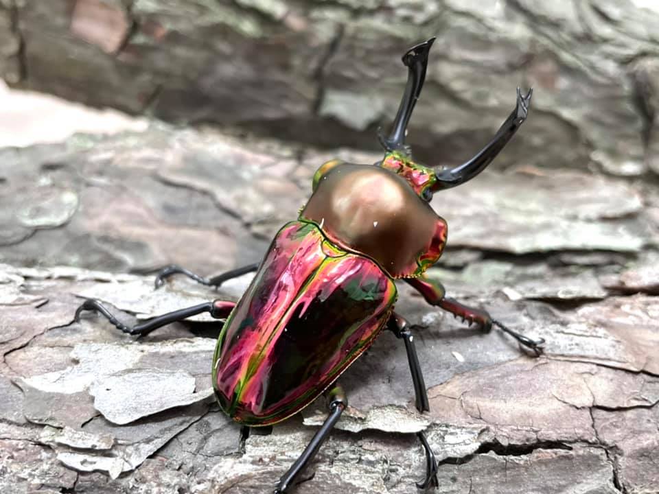 Mixed Color Rainbow Stag Beetle (Phalacrognathus muelleri)