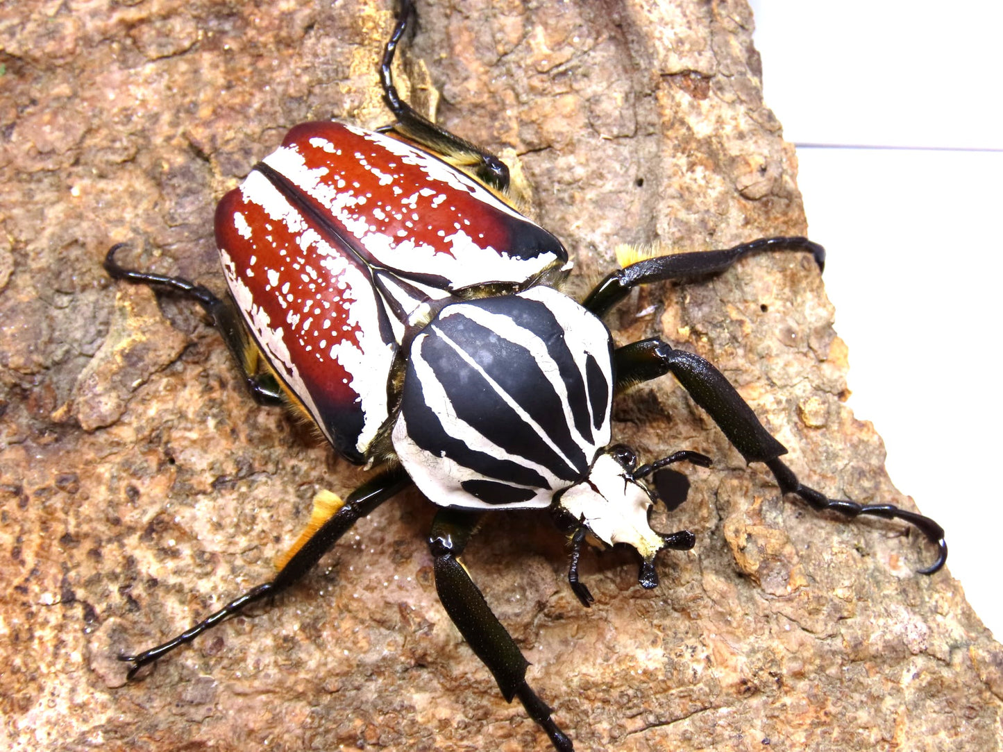 goliathus-goliatus-goliathus-goliatus