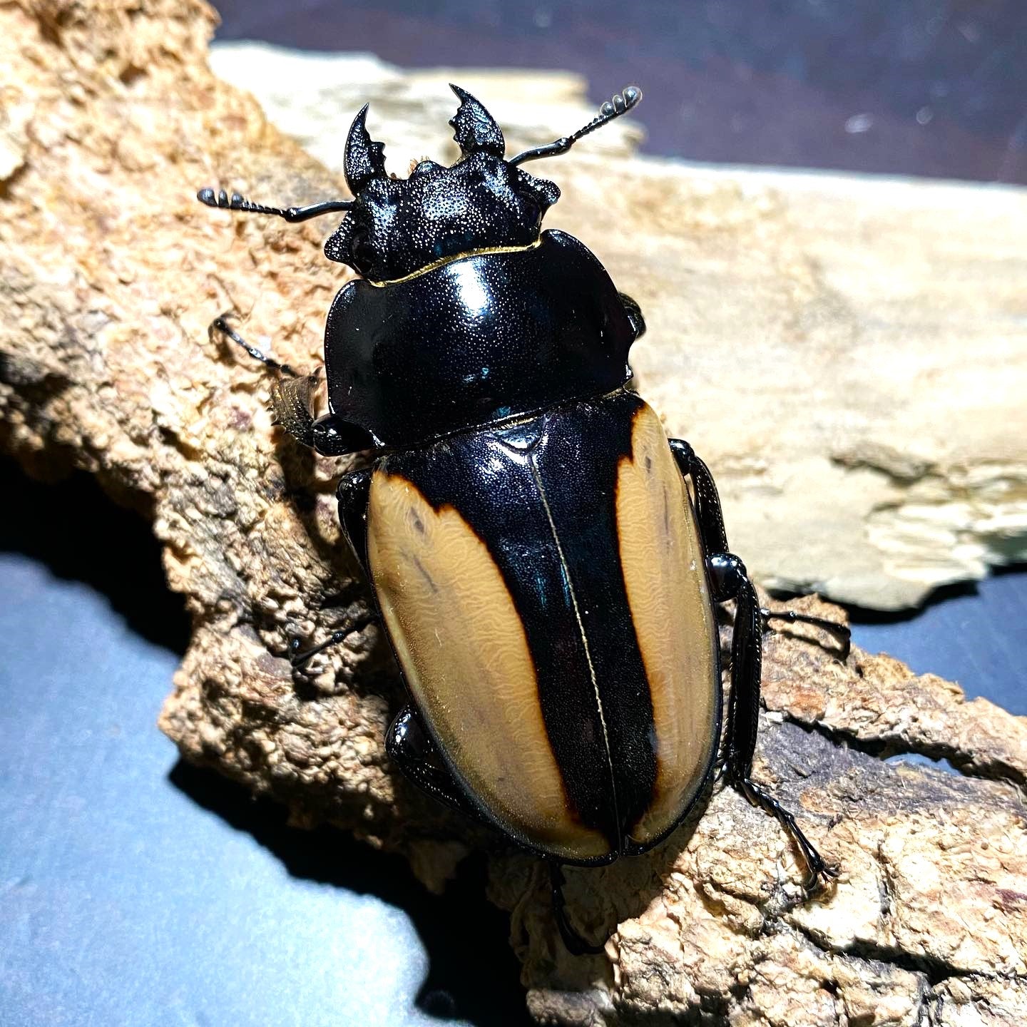 Overlord Ghost Stag Beetle (Odontolabis burmeisteri)