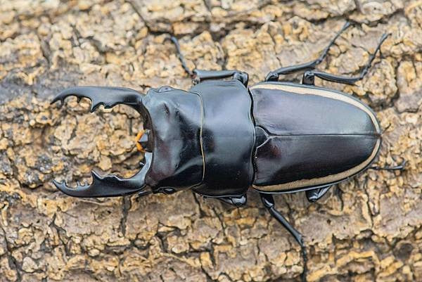 Wallace's Sawtooth Stag Beetle (Prosopocoilus walleci)