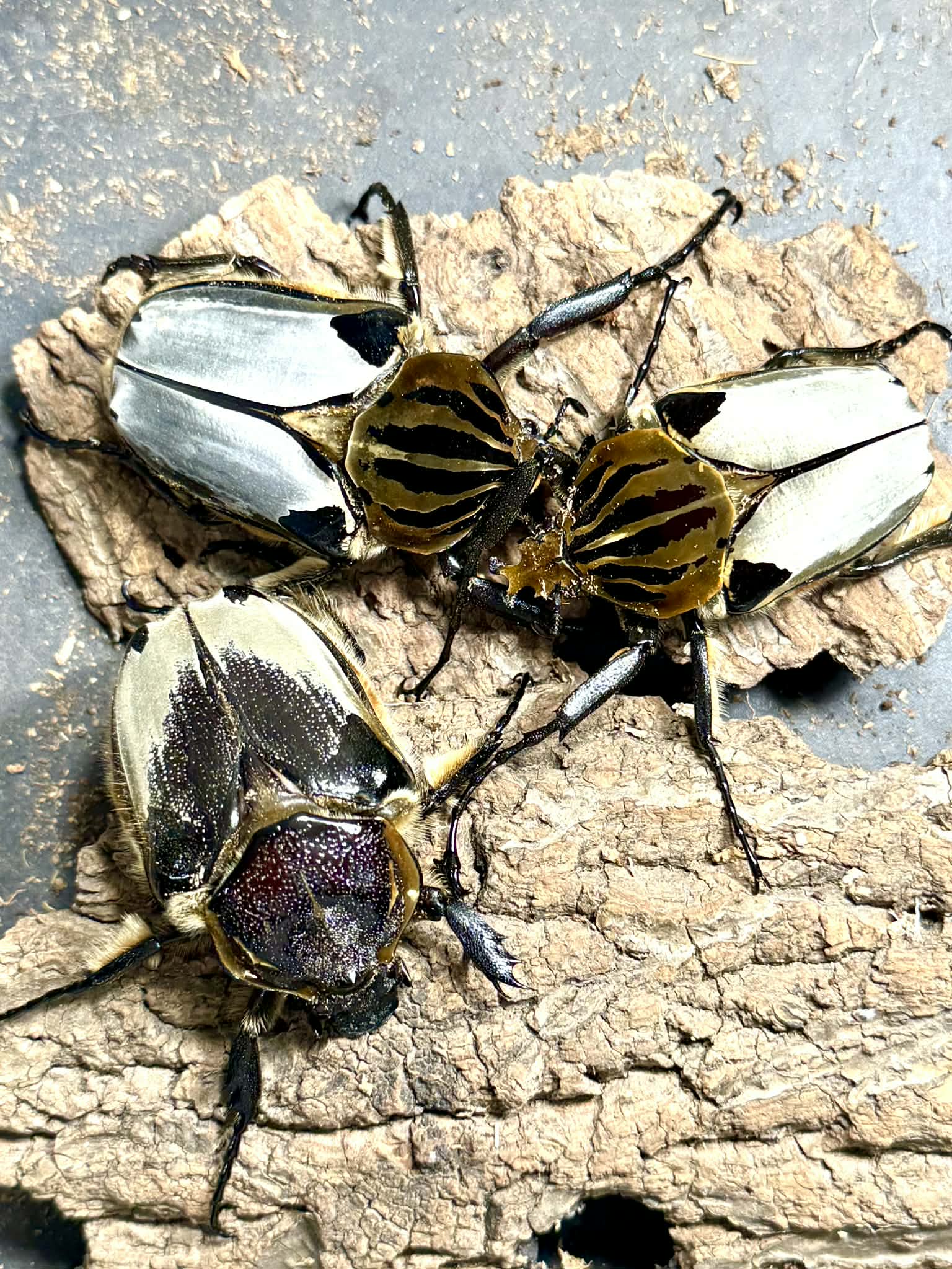 Silverback Goliath Beetle (Goliathus cacicus) – James' Beetle Farm