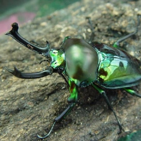 Green Rainbow Stag Beetle (Phalacrognathus muelleri)