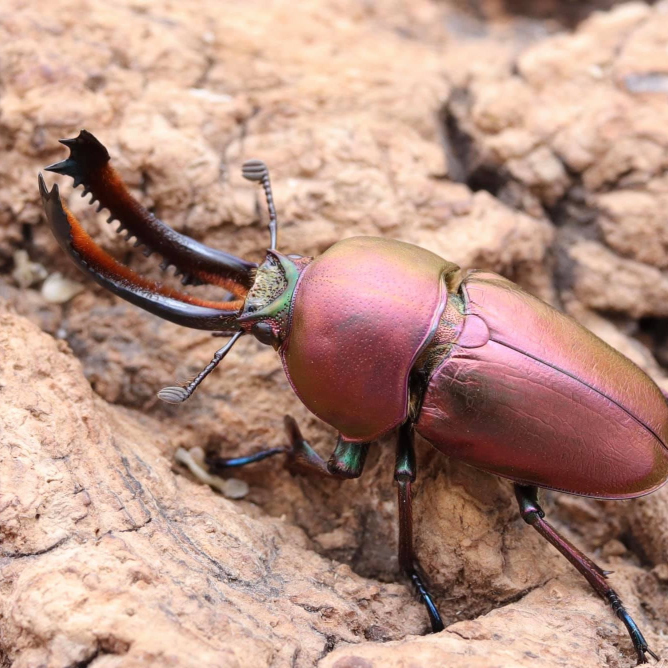 Jeweled Stag Beetle (Lamprima adolphinae)