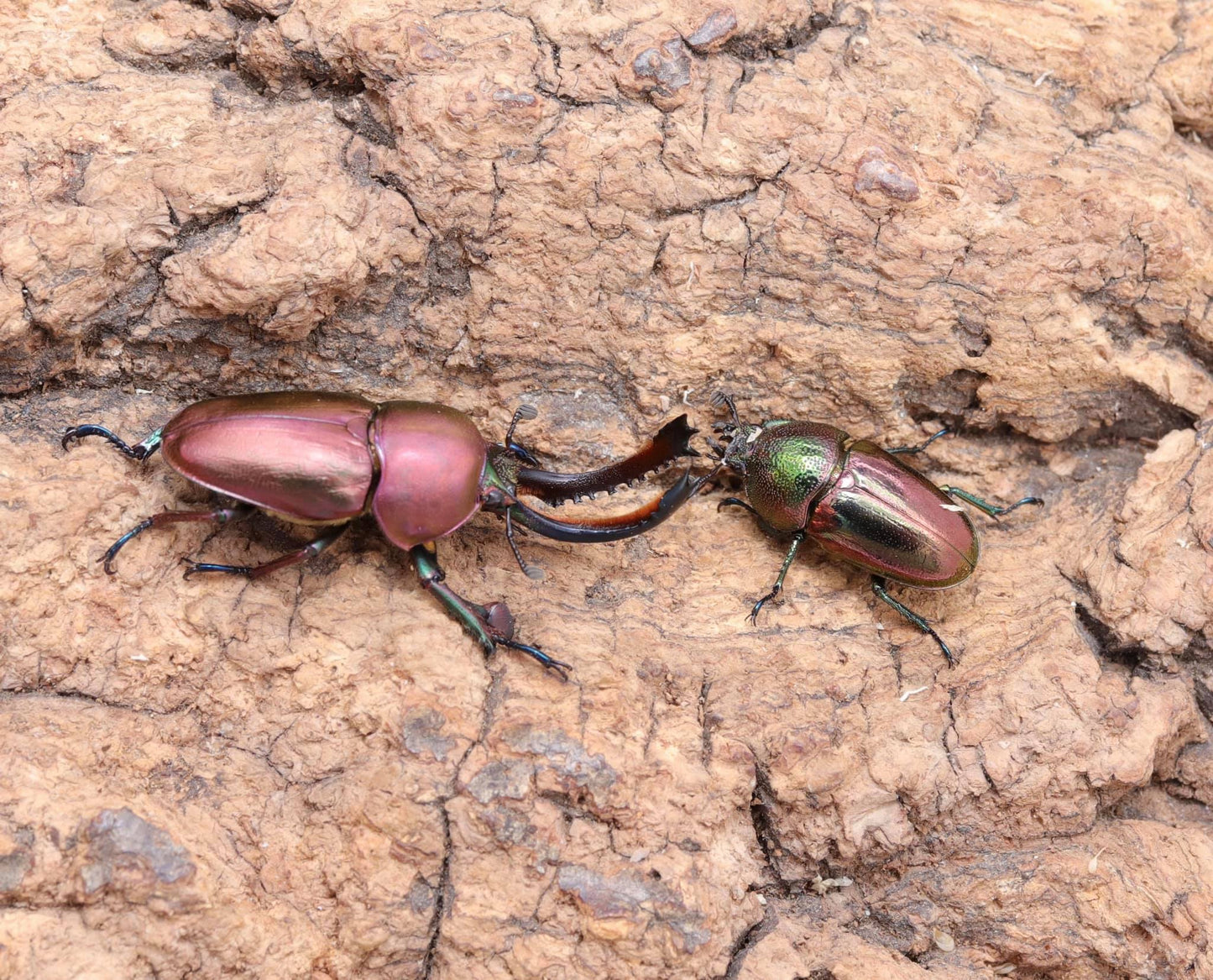 Jeweled Stag Beetle Lamprima Adolphinae James Beetle Farm jeweled-stag-beetle-lamprima-adolphinae-james-beetle-farm