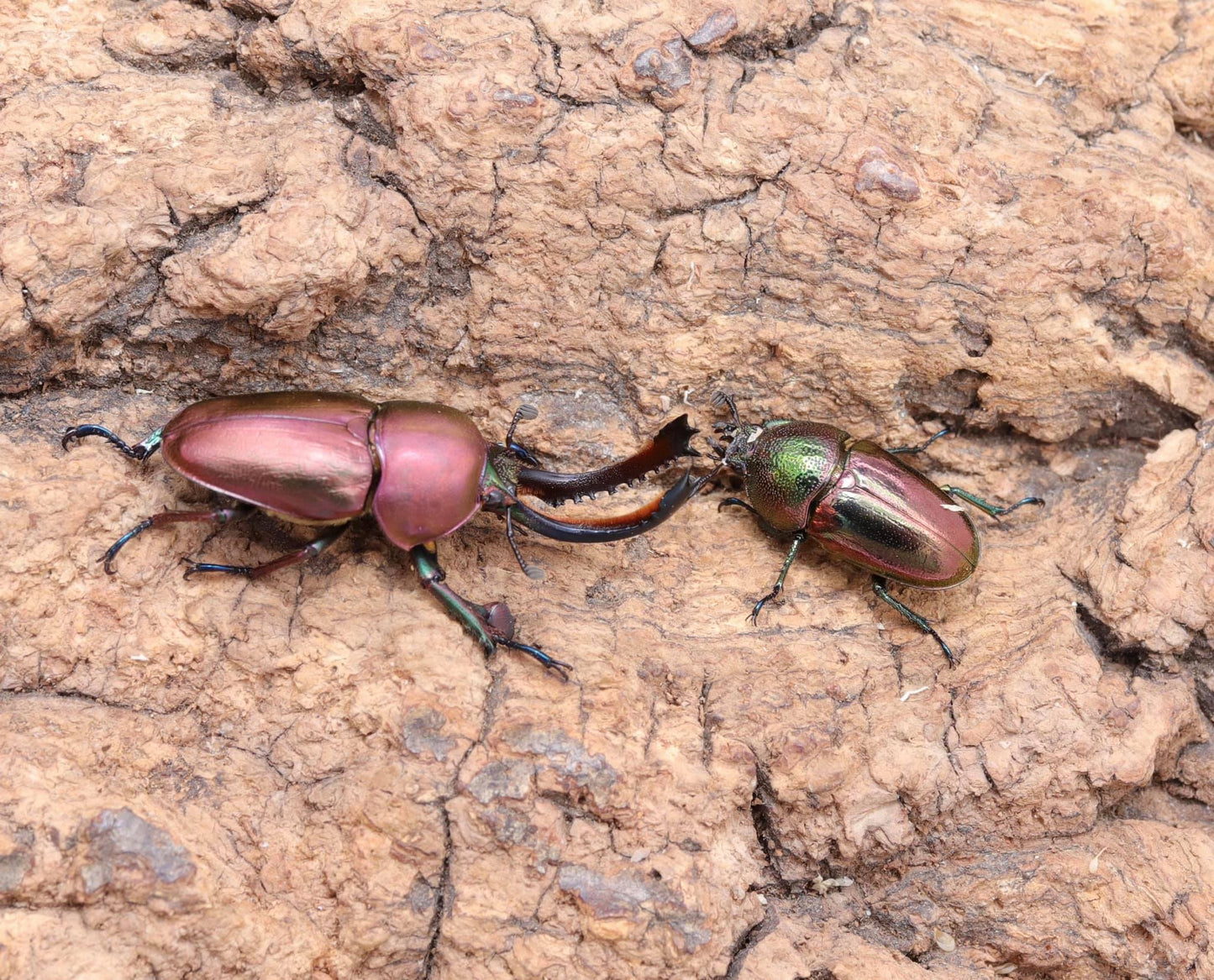 Jeweled Stag Beetle (Lamprima adolphinae)