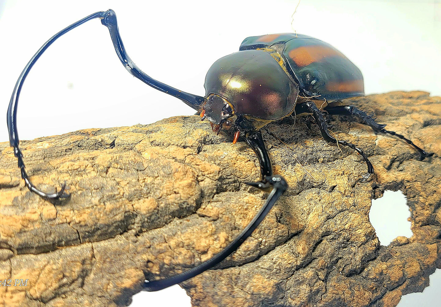 Watermelon Longarm Scarab (Euchirus dupontianus)