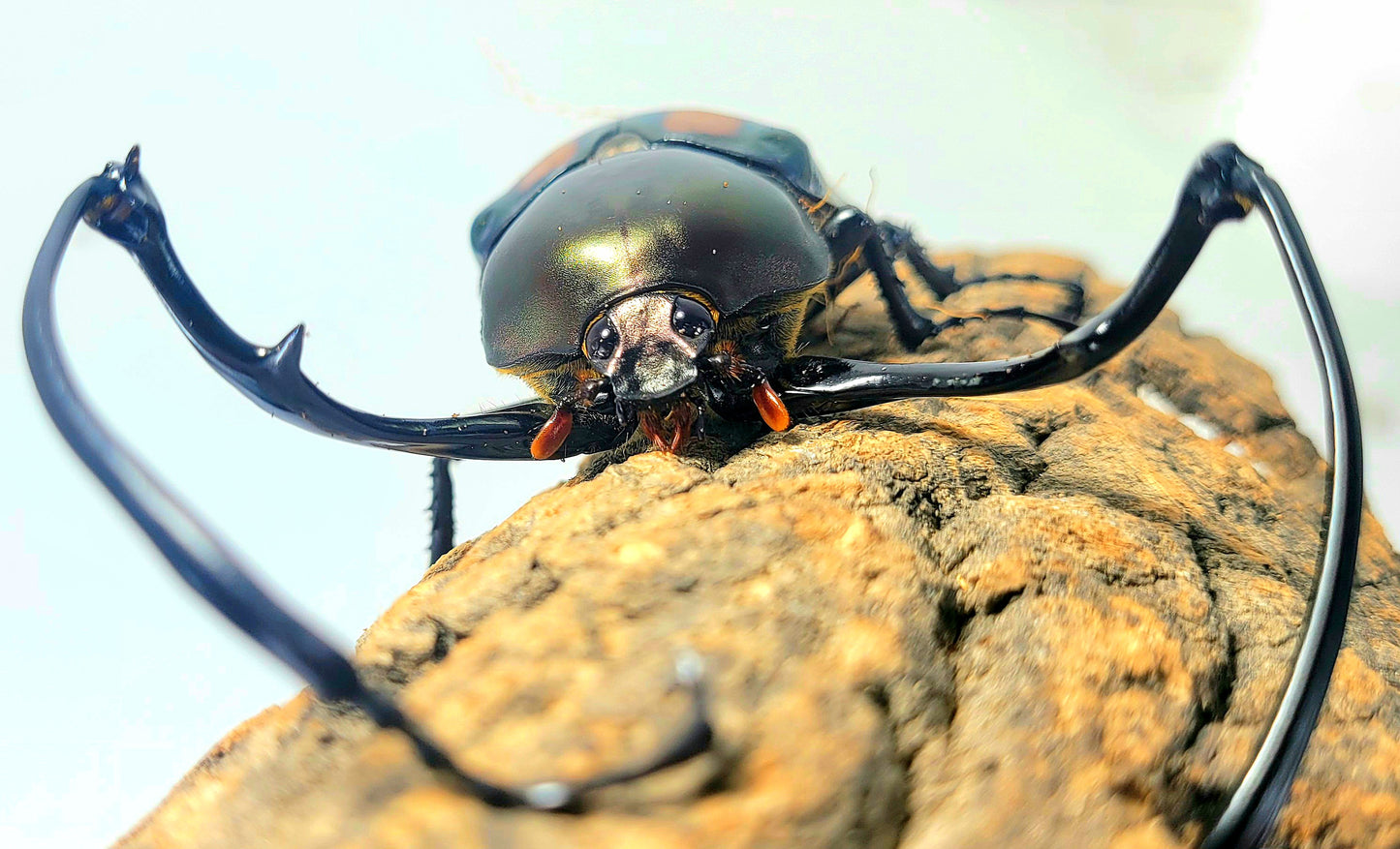 Watermelon Longarm Scarab (Euchirus dupontianus)