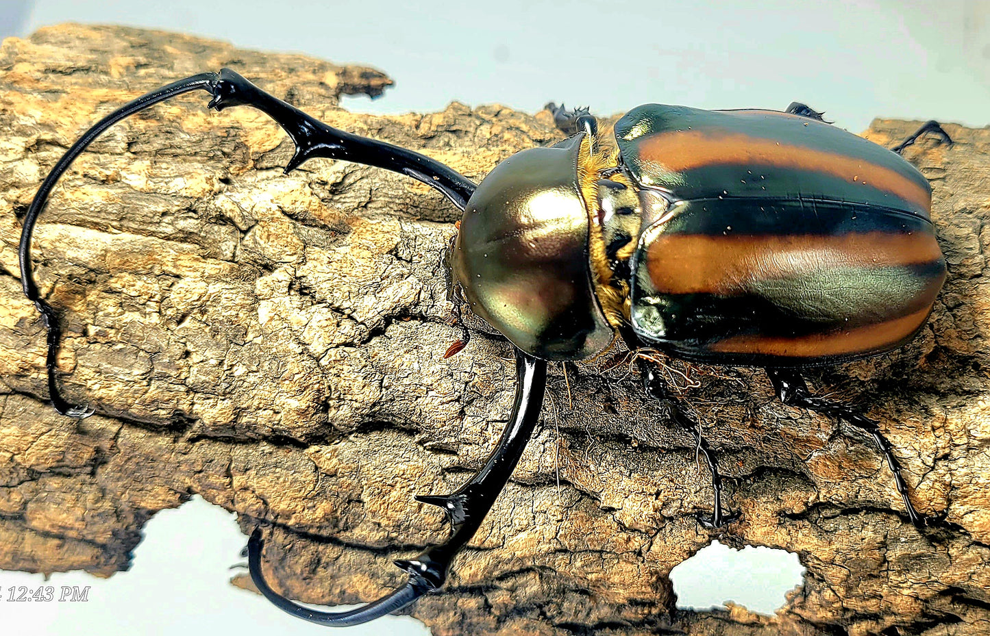 Watermelon Longarm Scarab (Euchirus dupontianus)