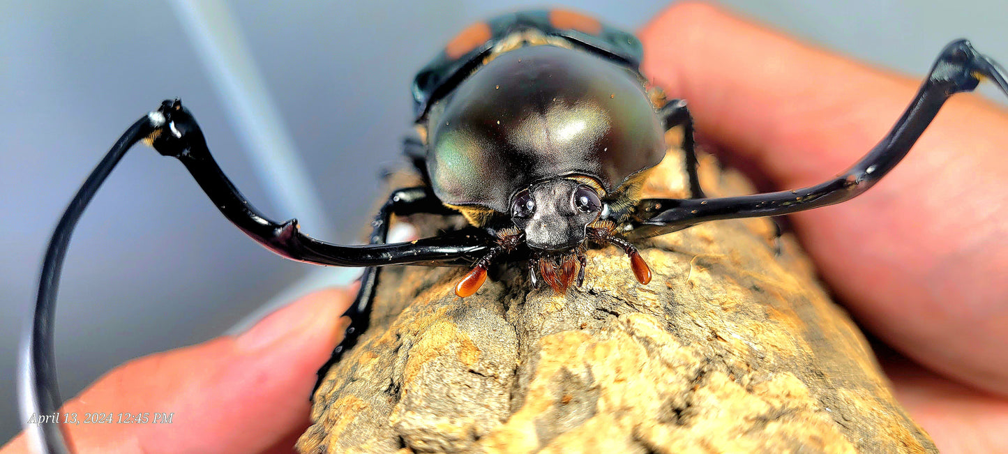 Watermelon Longarm Scarab (Euchirus dupontianus)