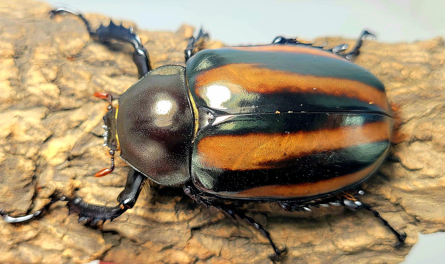 Watermelon Longarm Scarab (Euchirus dupontianus)