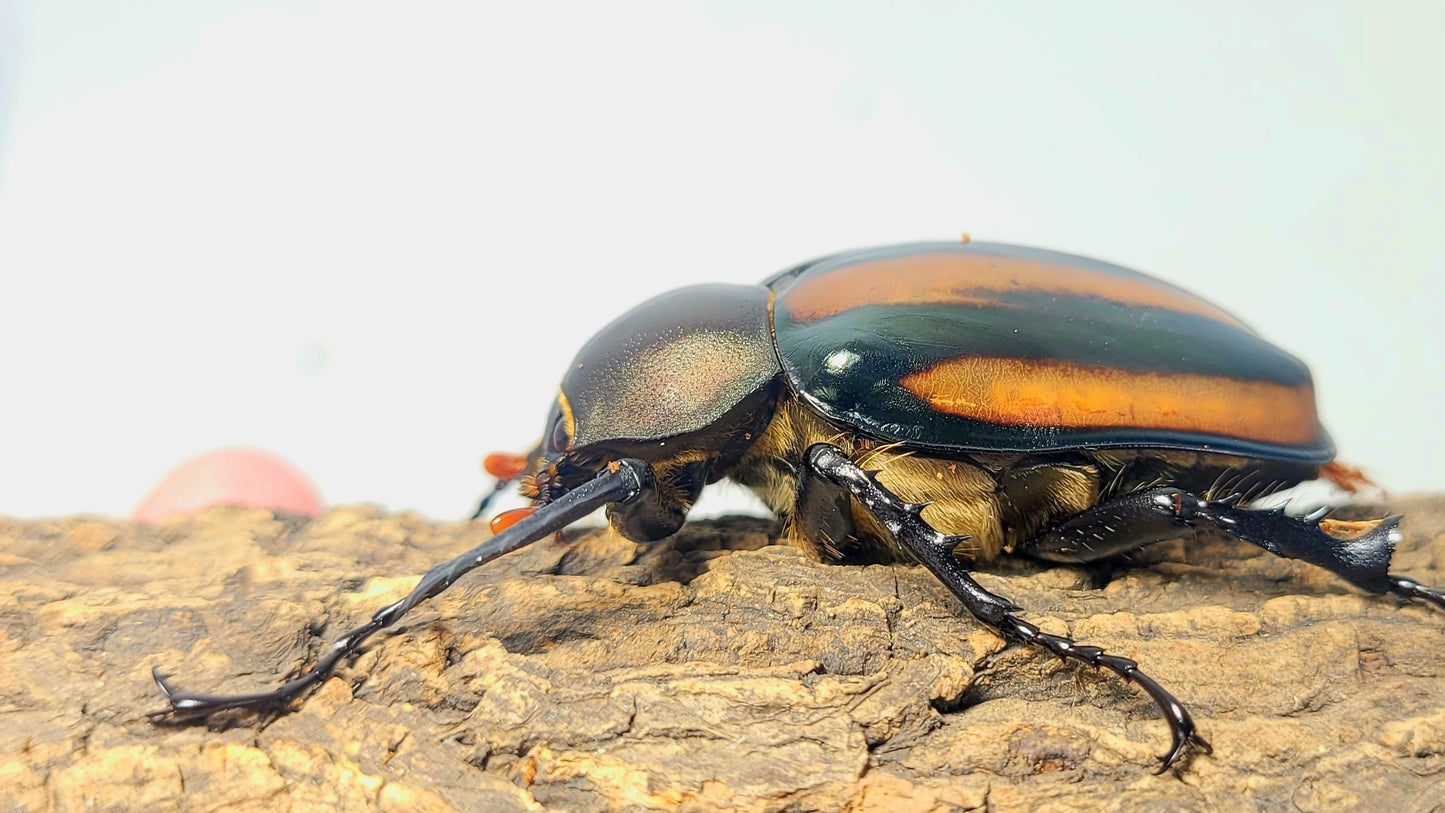 Watermelon Longarm Scarab (Euchirus dupontianus)