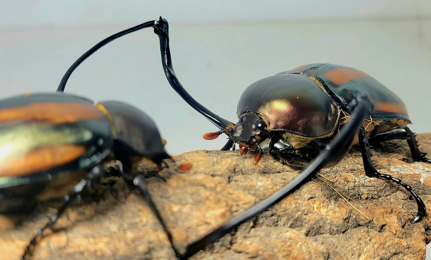 Watermelon Longarm Scarab (Euchirus dupontianus)