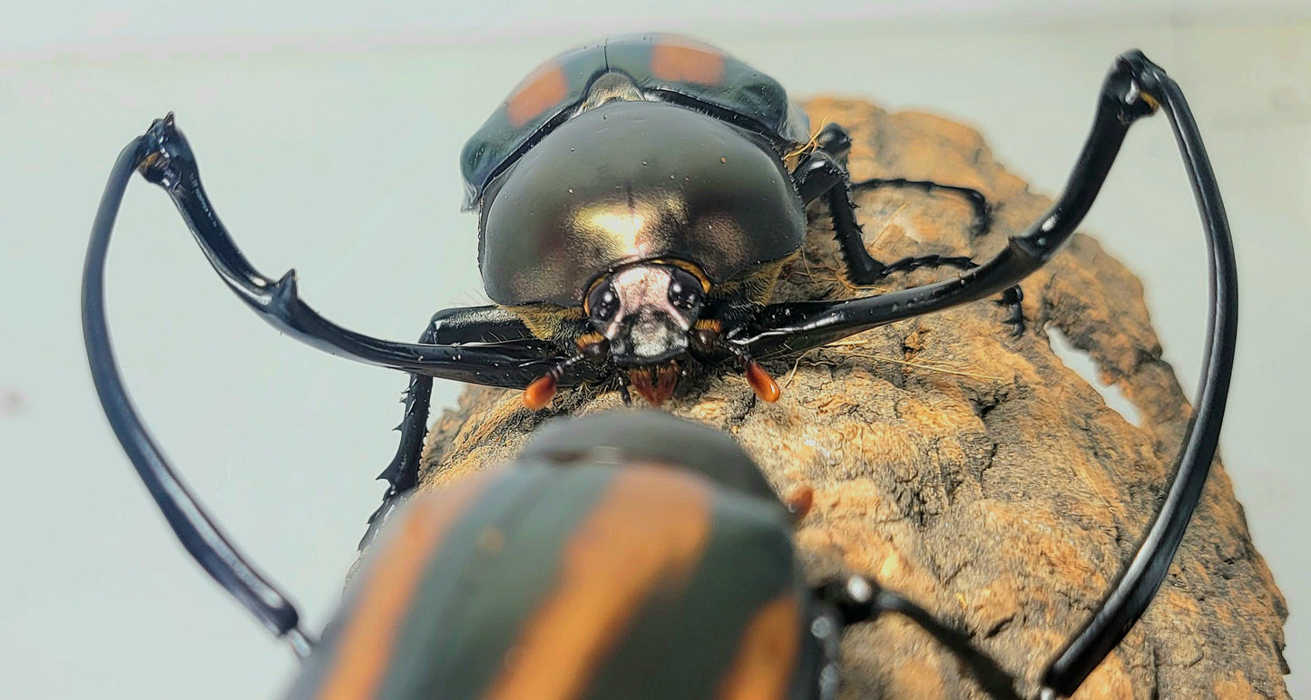 Watermelon Longarm Scarab (Euchirus dupontianus)