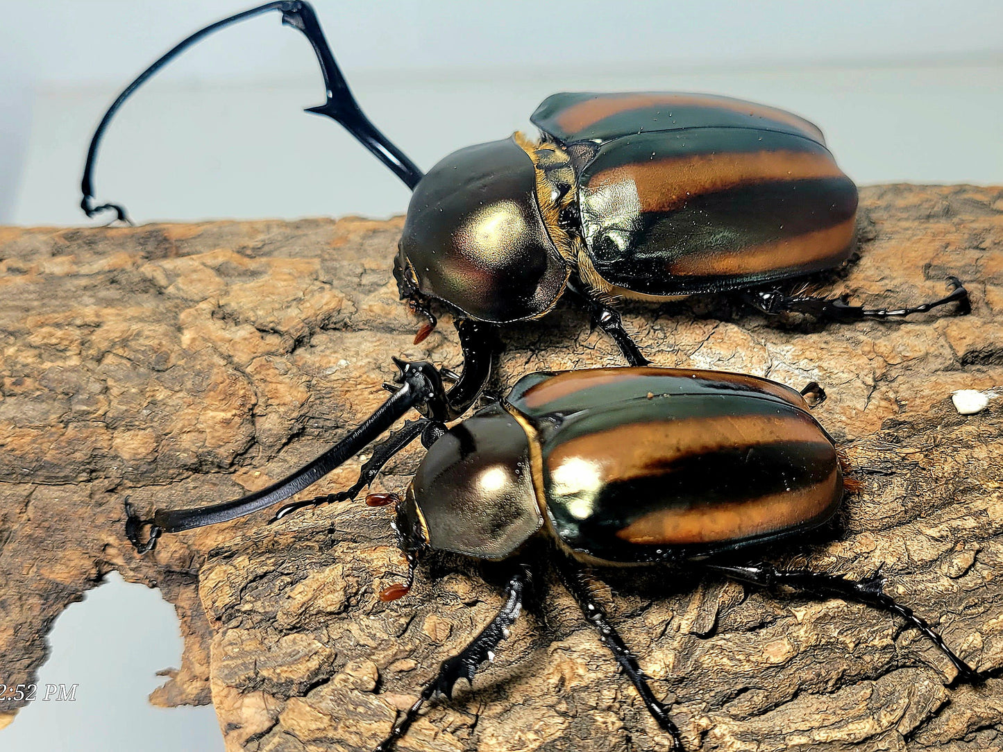 Watermelon Longarm Scarab (Euchirus dupontianus)