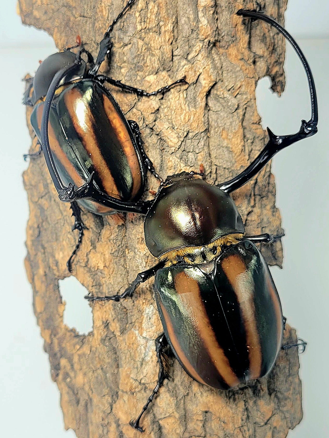 Watermelon Longarm Scarab (Euchirus dupontianus)