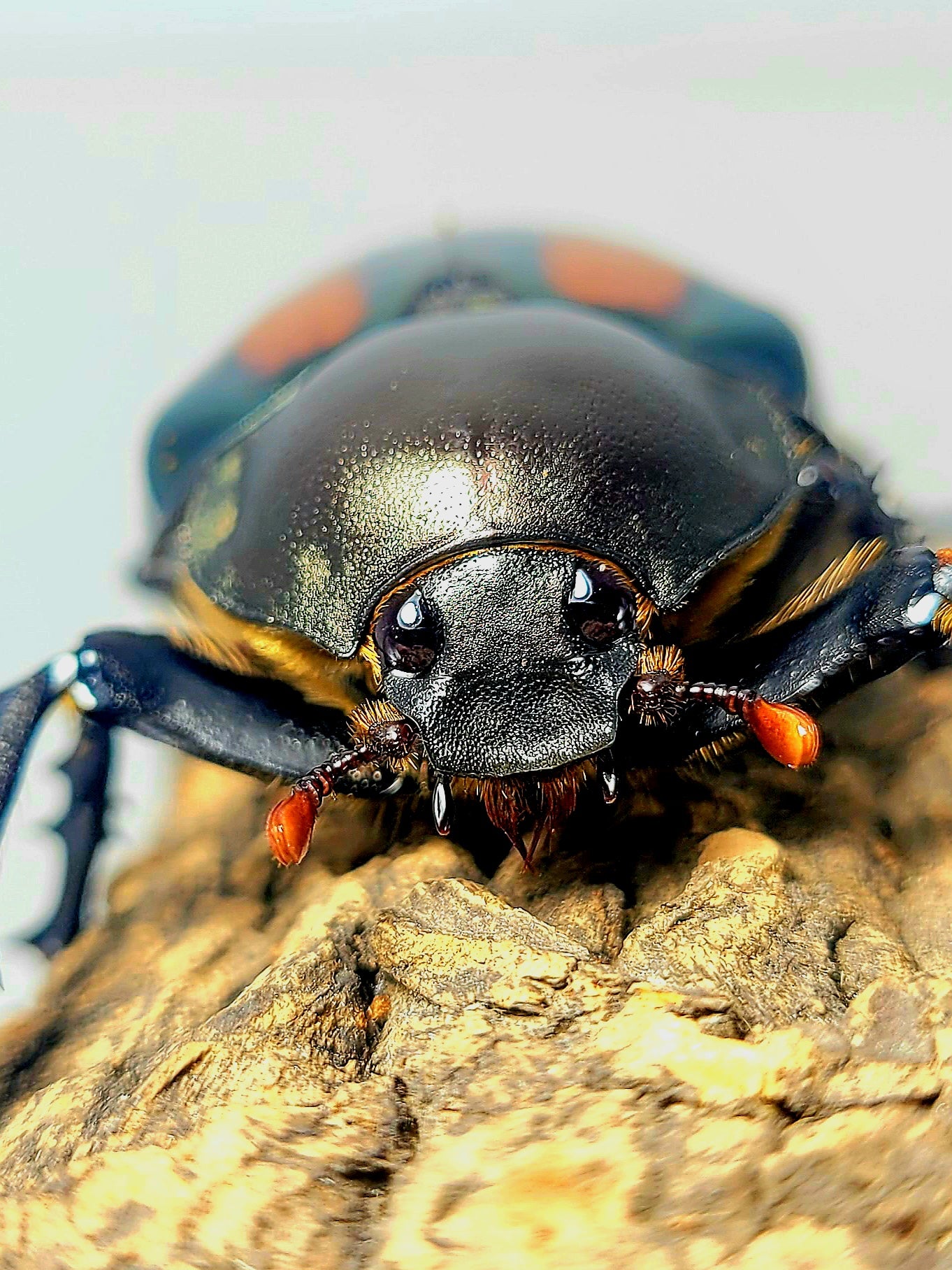 Watermelon Longarm Scarab (Euchirus dupontianus)