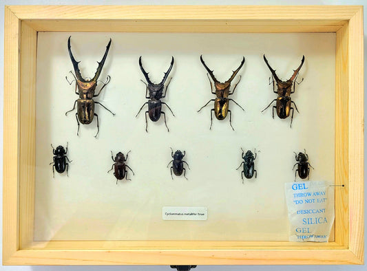 Large: Metallic Stag Beetle specimen box