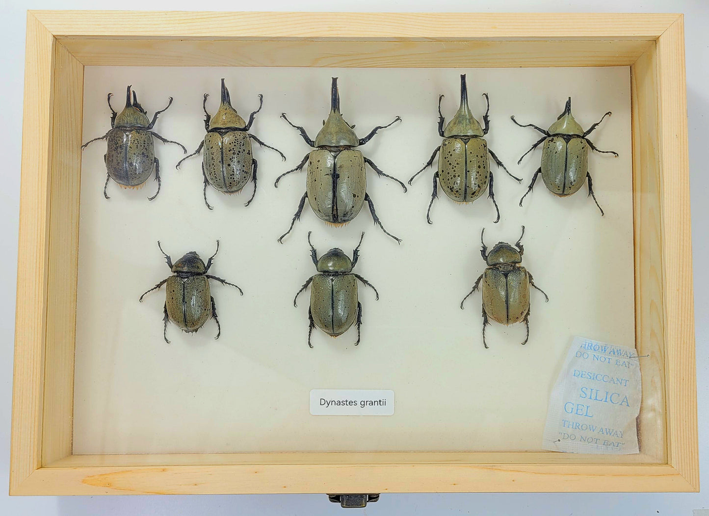 Large: Western Hercules Beetle specimen box