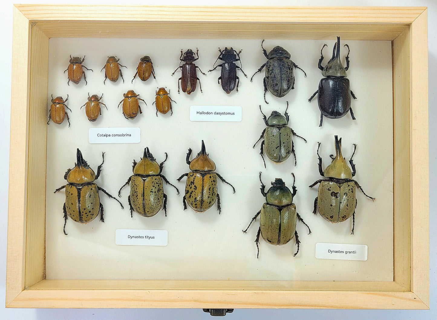 Large: Mixed Beetle specimen box