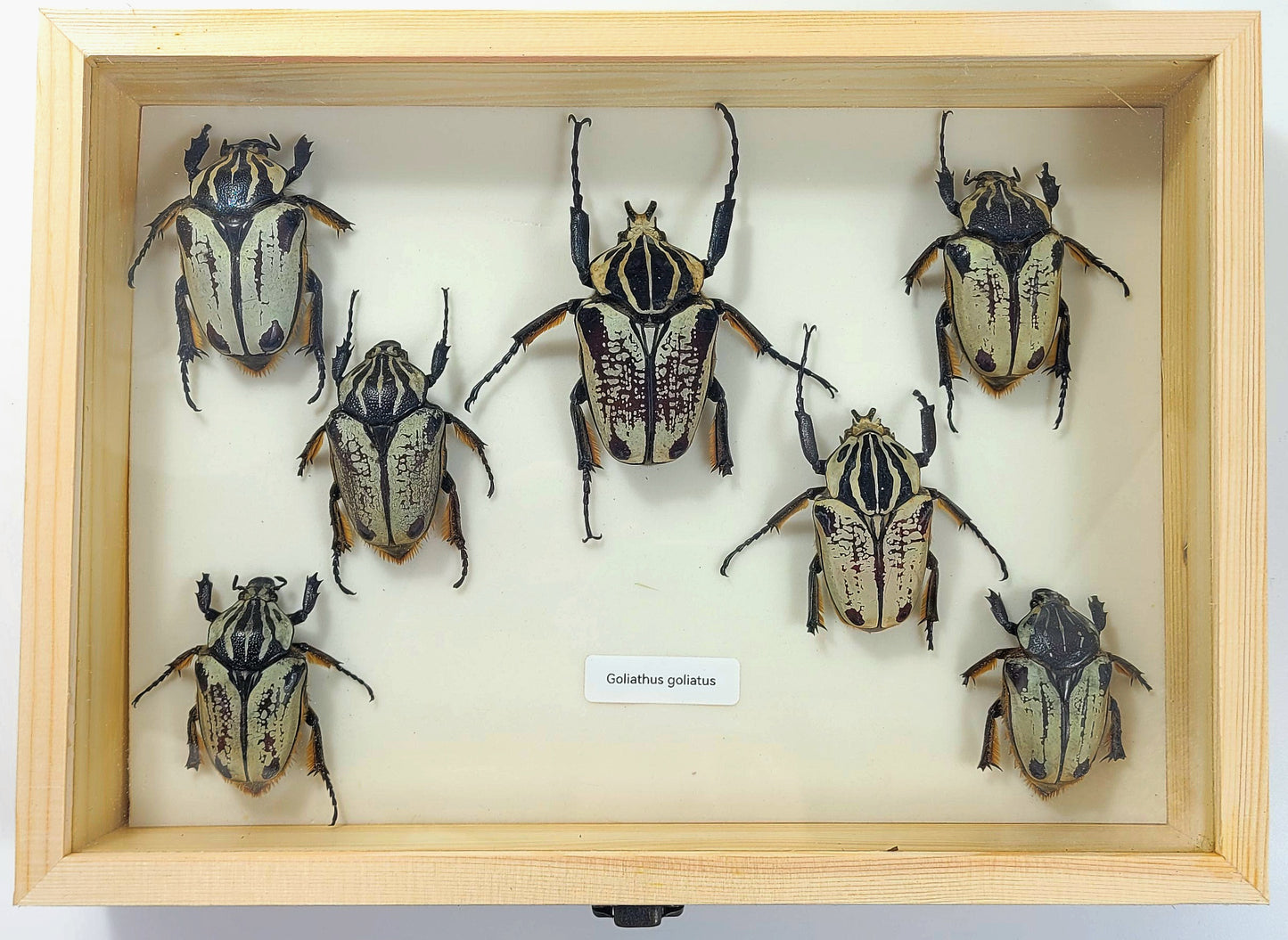 Large: Goliath Beetle specimen box