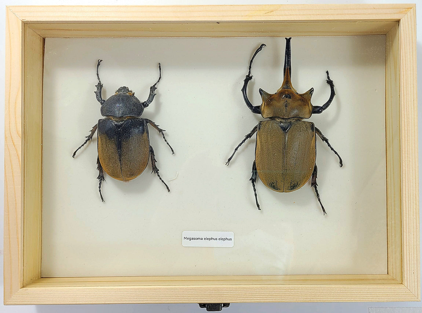 Large: Elephant Beetle specimen box – James' Beetle Farm