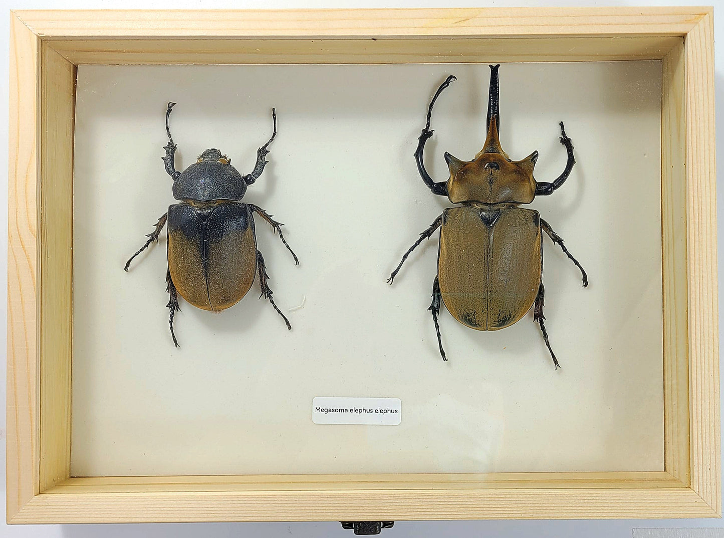 Large: Elephant Beetle specimen box