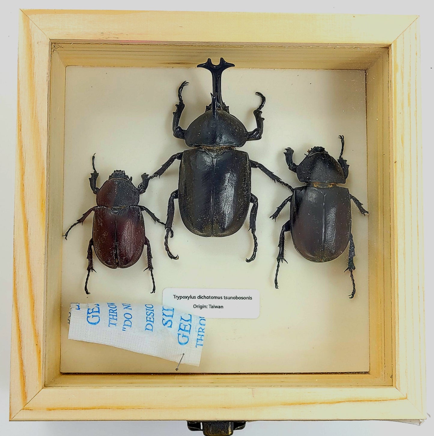 Small: Taiwanese Rhino Beetle specimen box