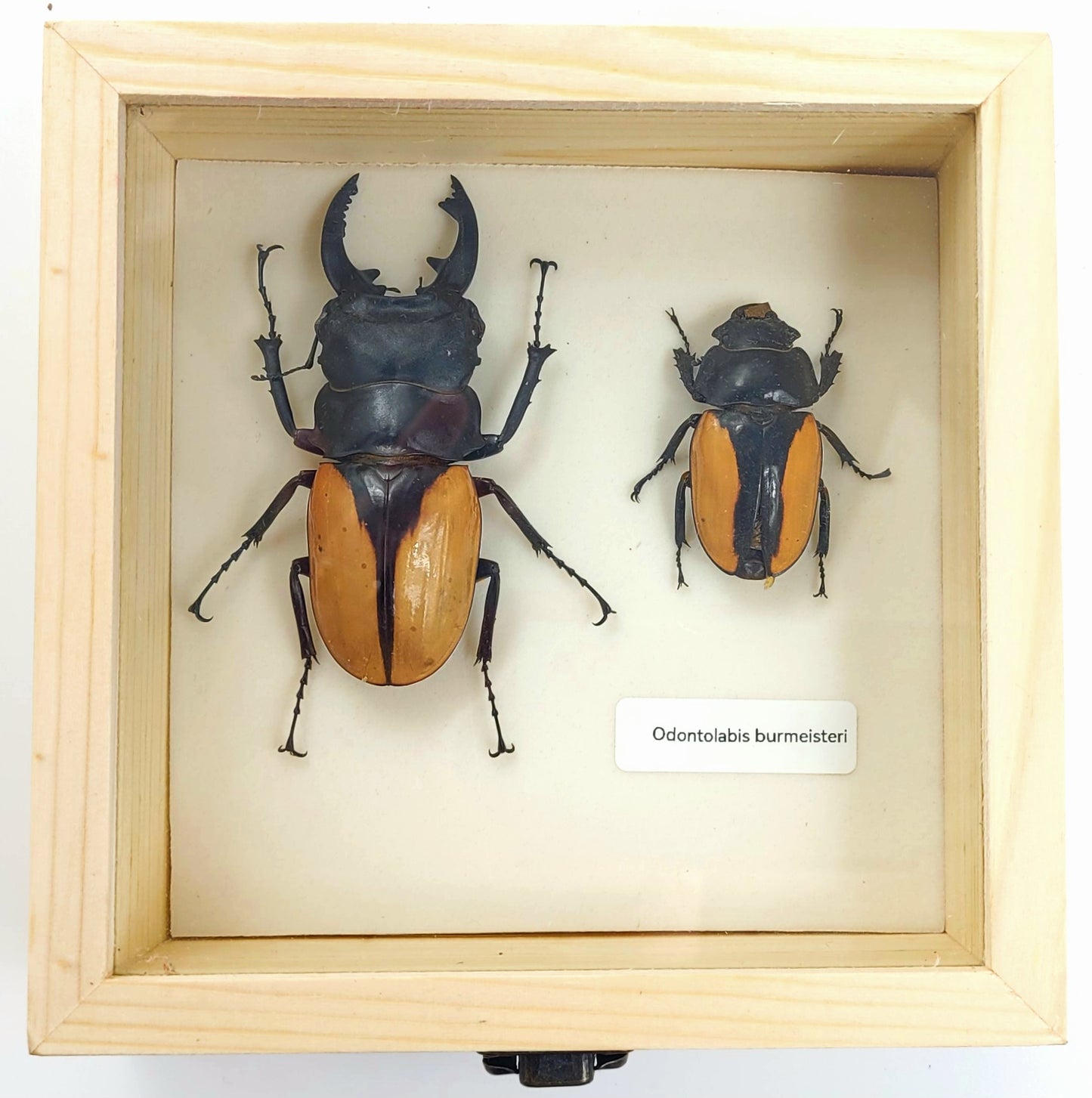 Small: Overlord Ghost Stag Beetle specimen box