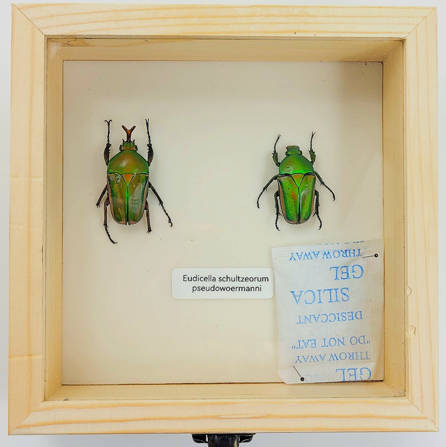 Small: Pseudowoermann's Flower Beetle specimen box