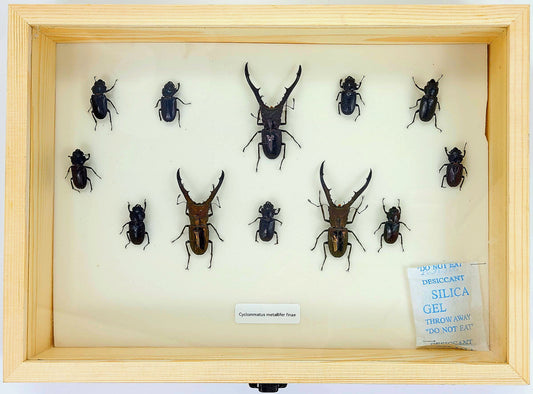 Large: Metallic Stag Beetle specimen box