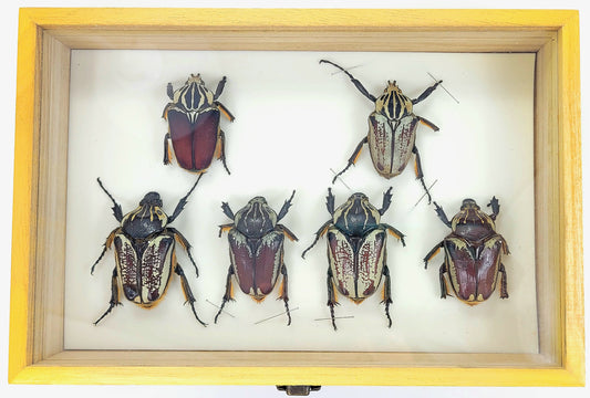 Large: Goliath Beetle specimen box