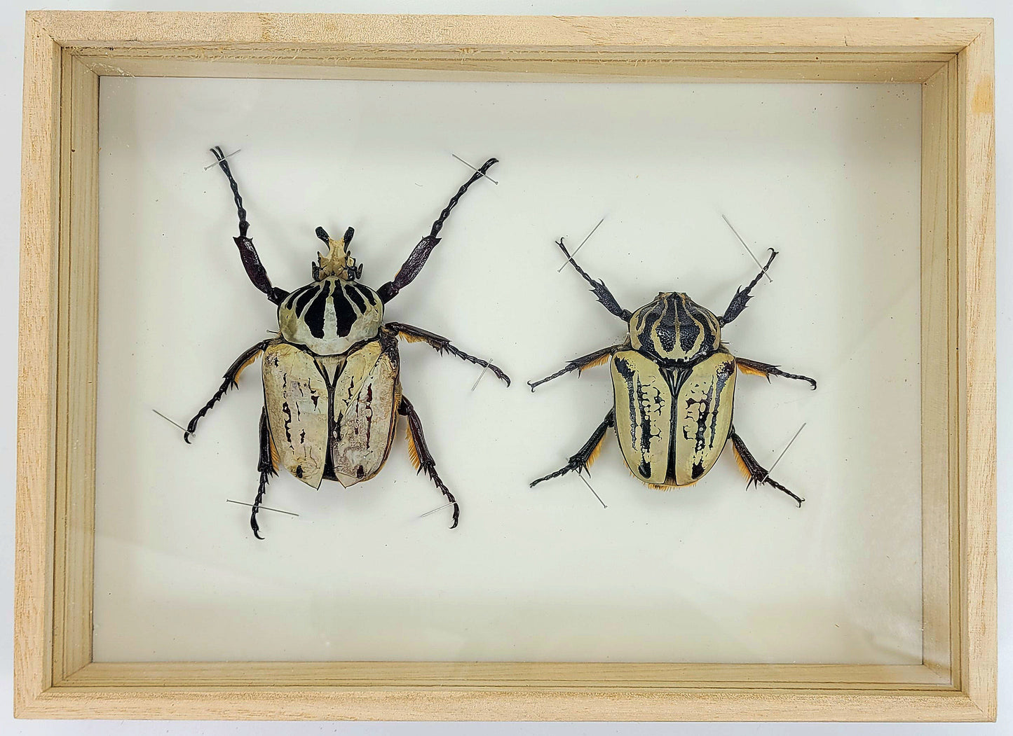 Large: Goliath Beetle specimen box