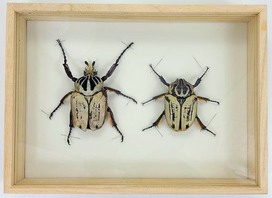 Large: Goliath Beetle specimen box