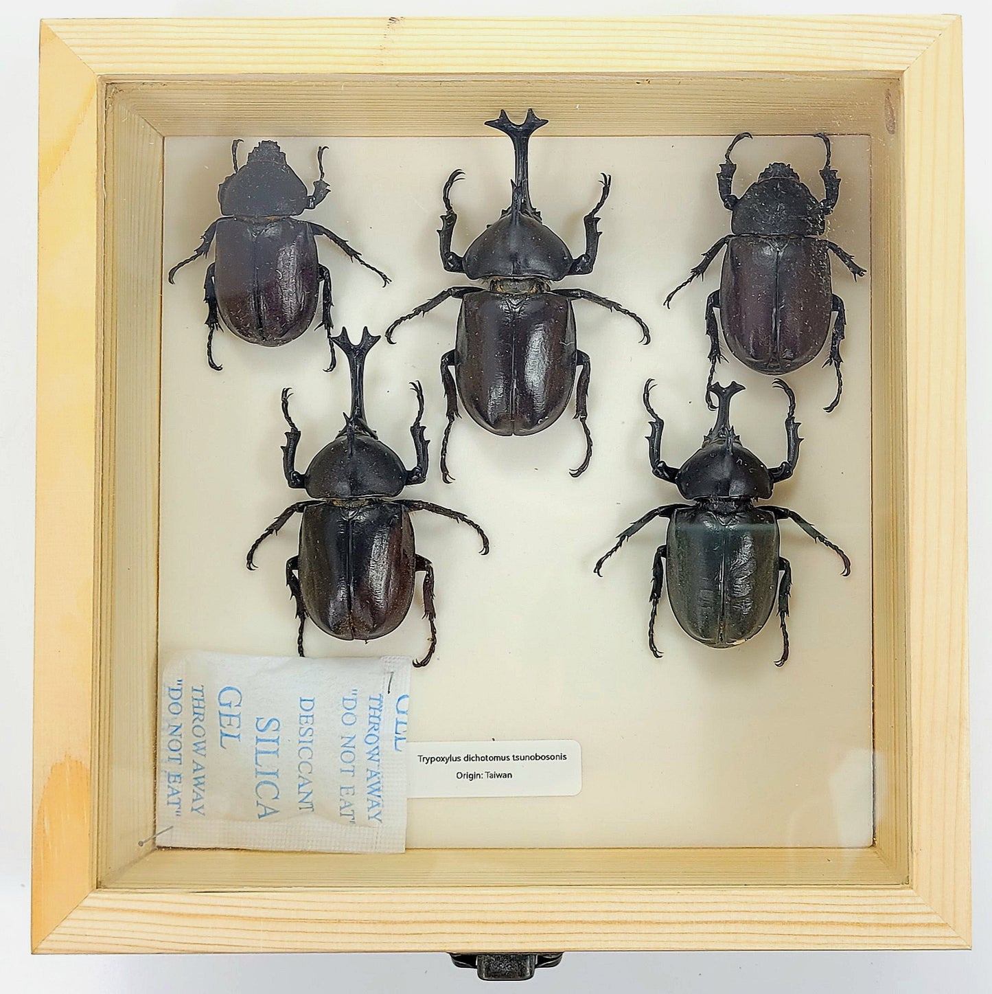 Medium: Taiwanese Rhino Beetle specimen box