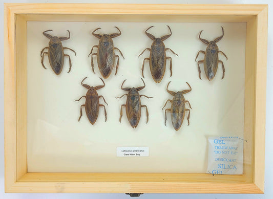 Large: Giant Water Bug specimen box