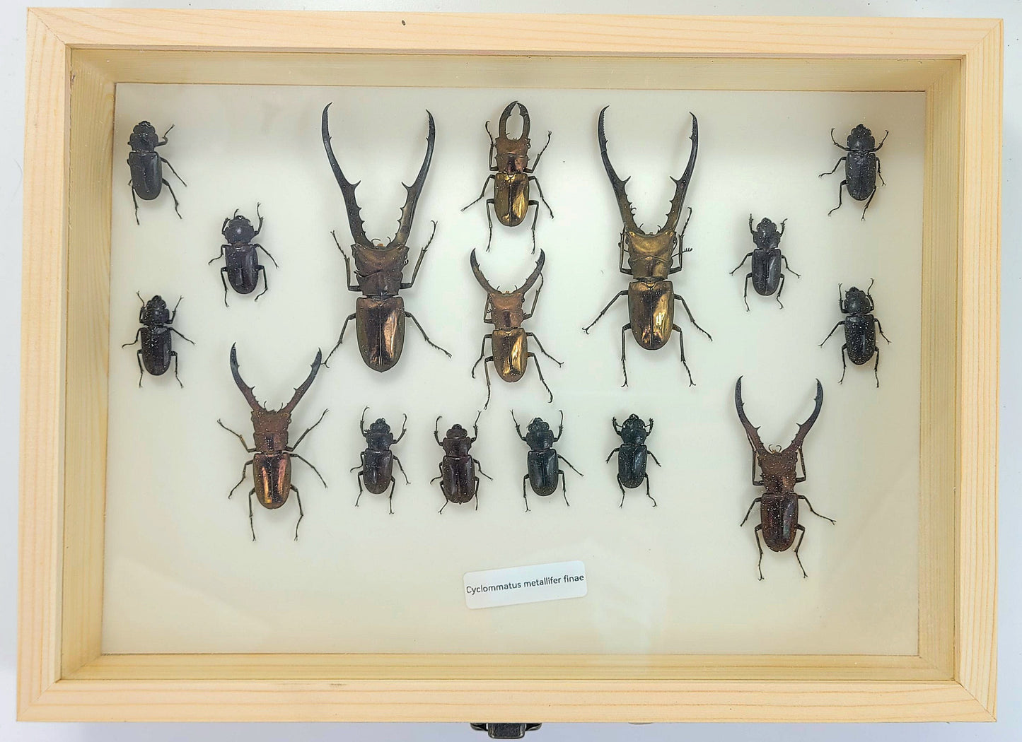 Large: Metallic Stag Beetle specimen box