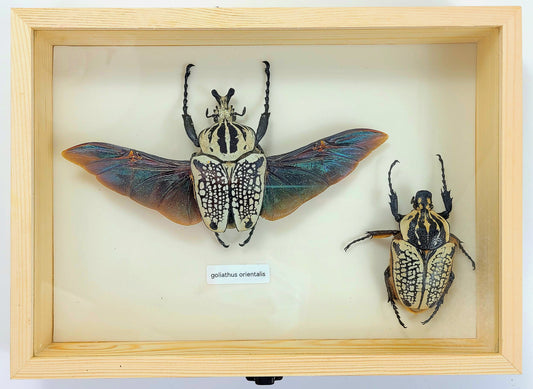 Large: Goliaith Beetle with Wings Out specimen box