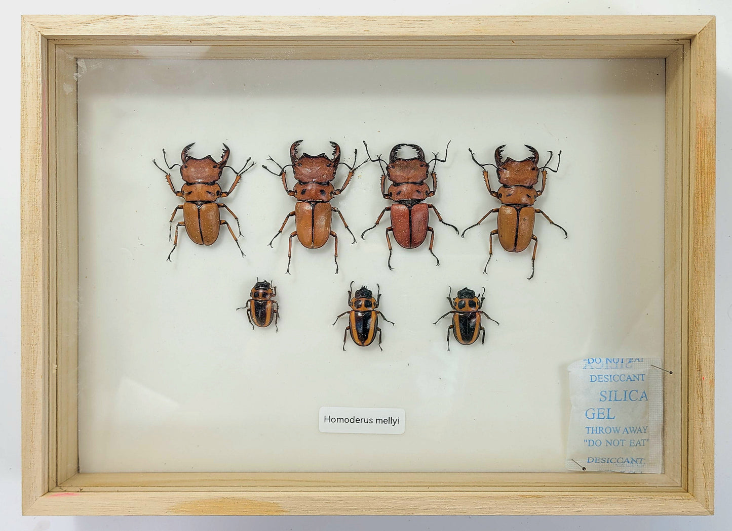 Large: Crab Stag Beetle specimen box