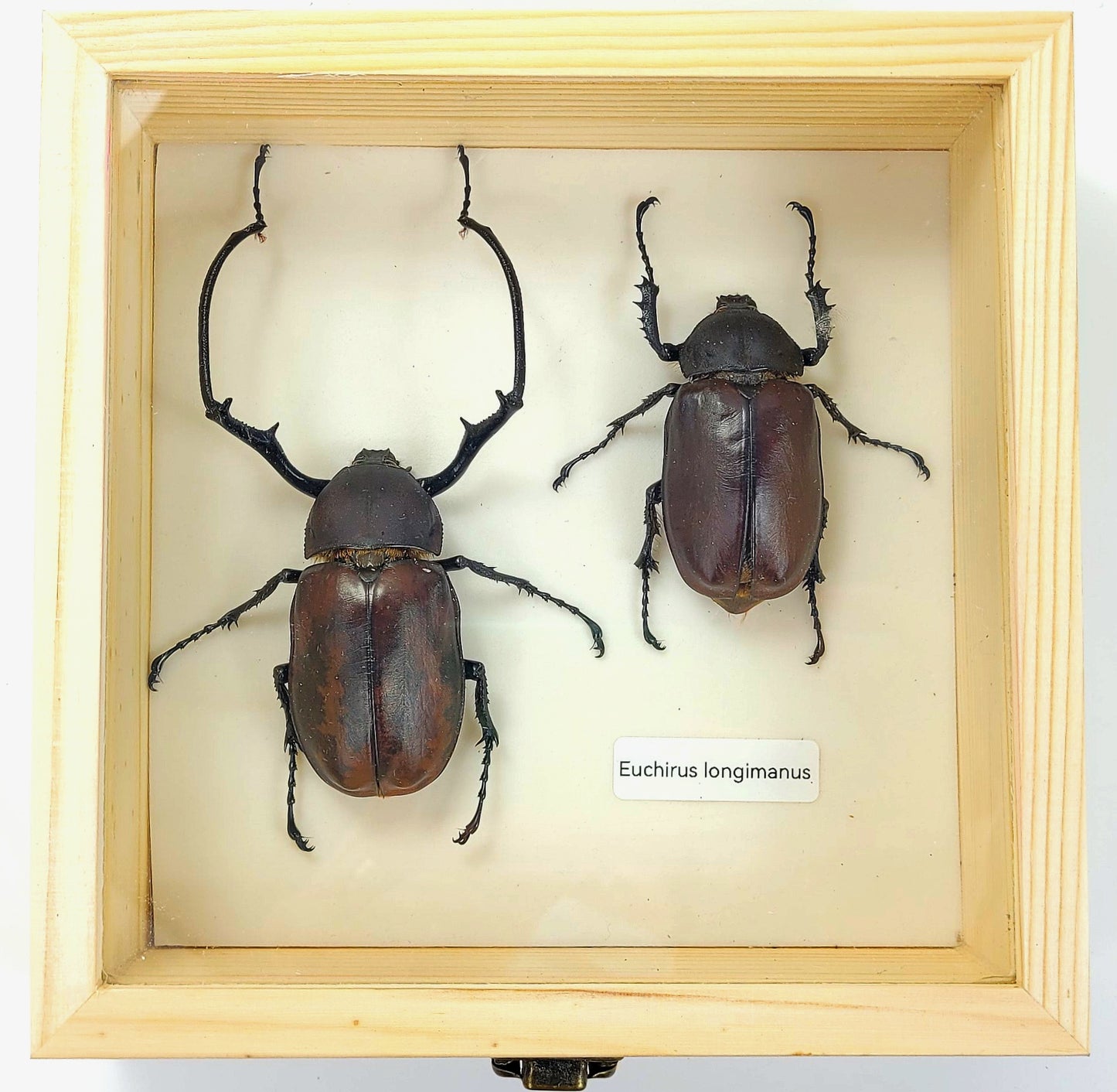 Medium: Long-Armed Chafer Beetle specimen box