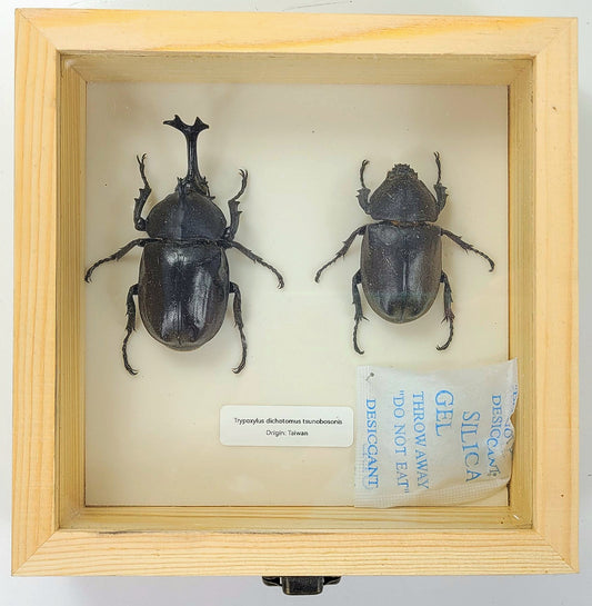 Medium: Taiwanese Rhino Beetle specimen box