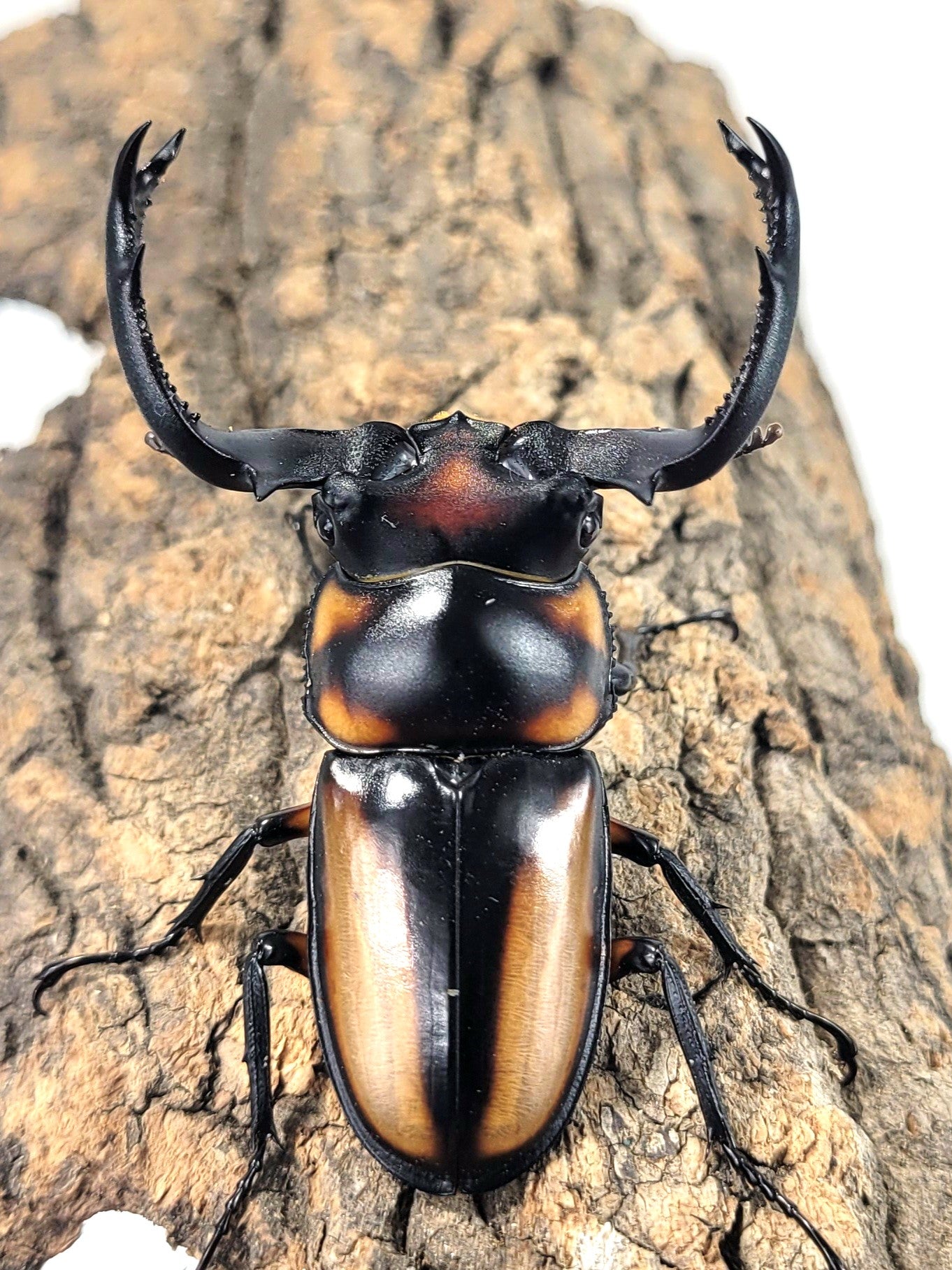 Thai Golden Hart Stag Beetle (Rhaetulus crenatus speciosus)