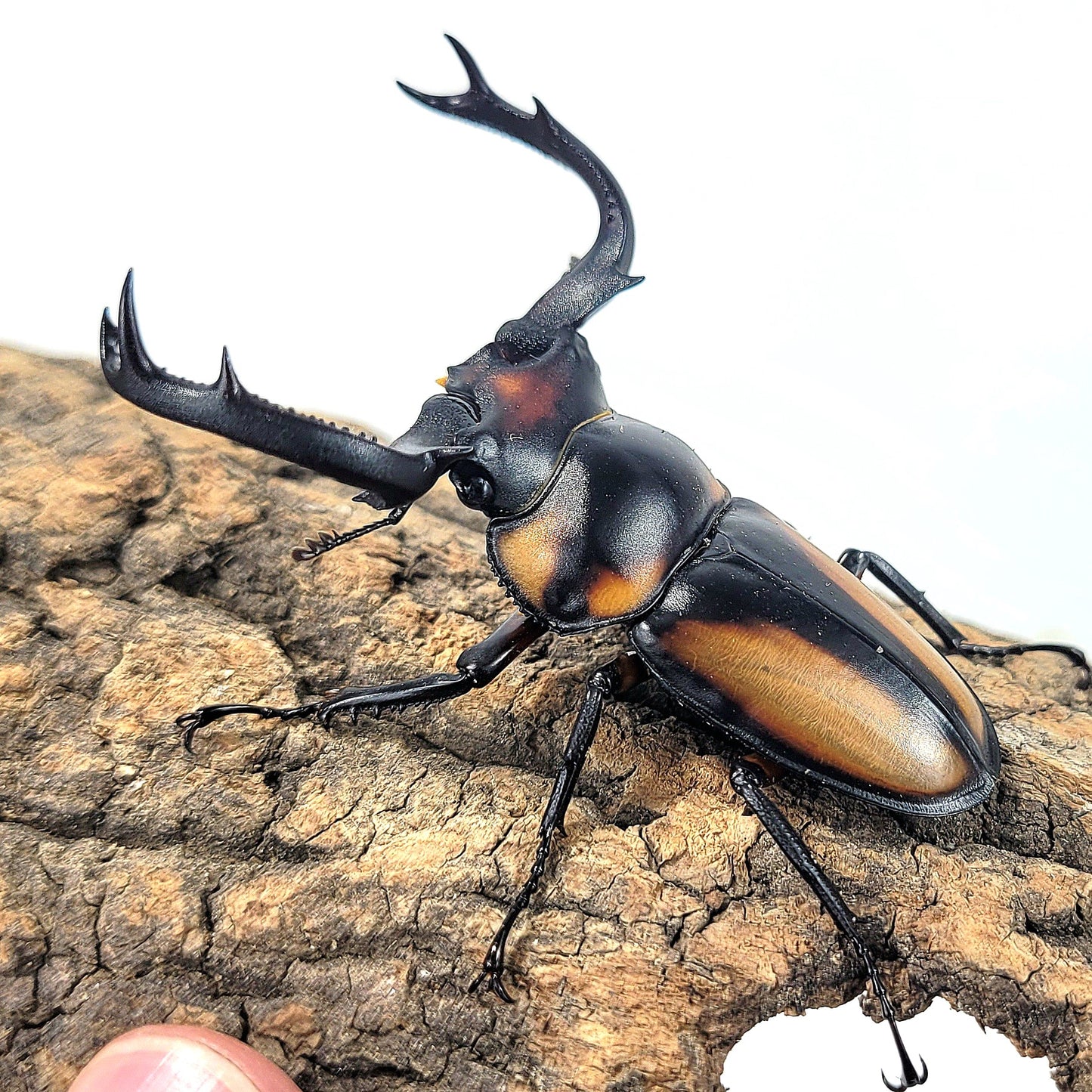 Thai Golden Hart Stag Beetle (Rhaetulus crenatus speciosus)