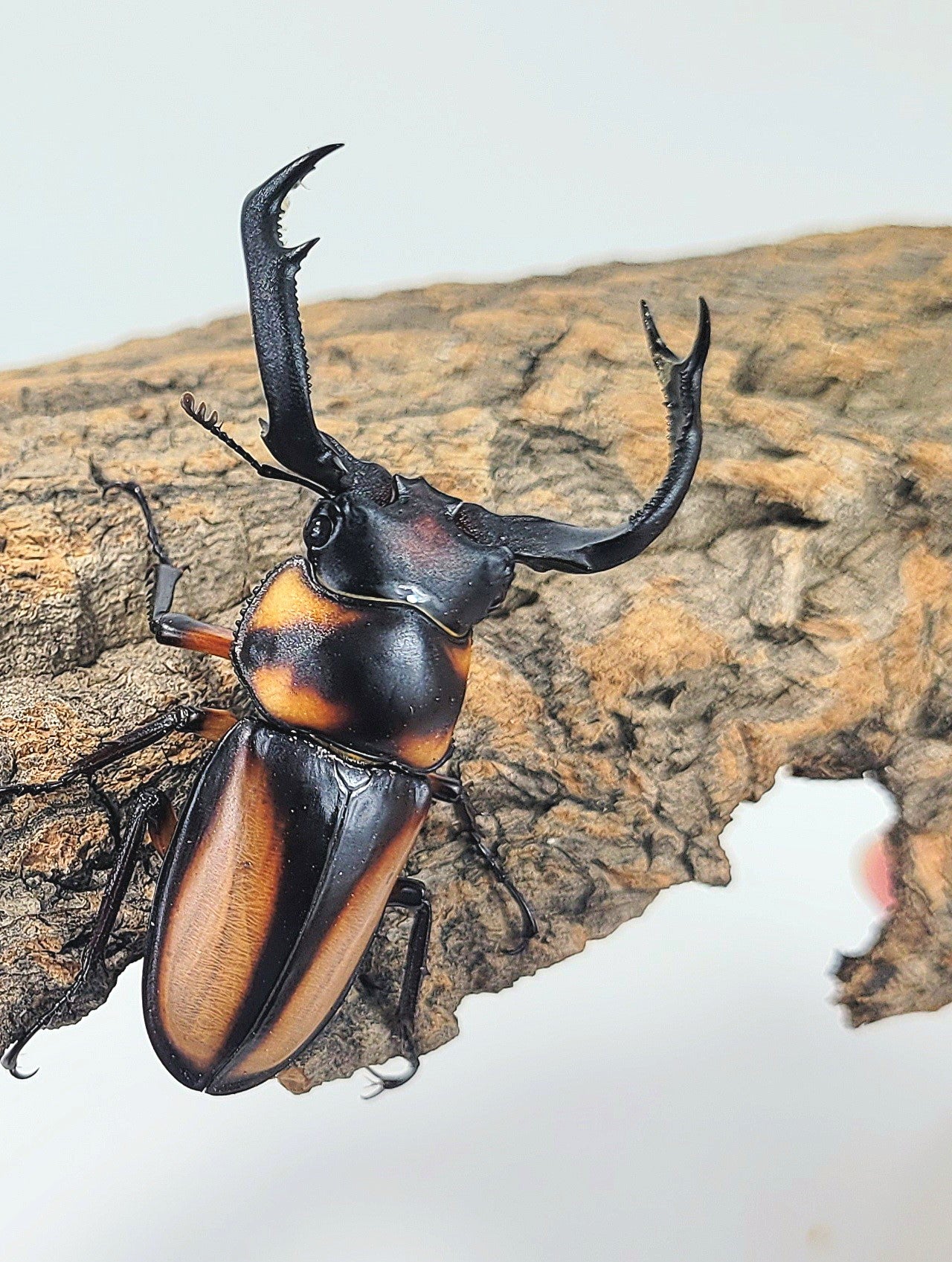 Thai Golden Hart Stag Beetle (Rhaetulus crenatus speciosus)