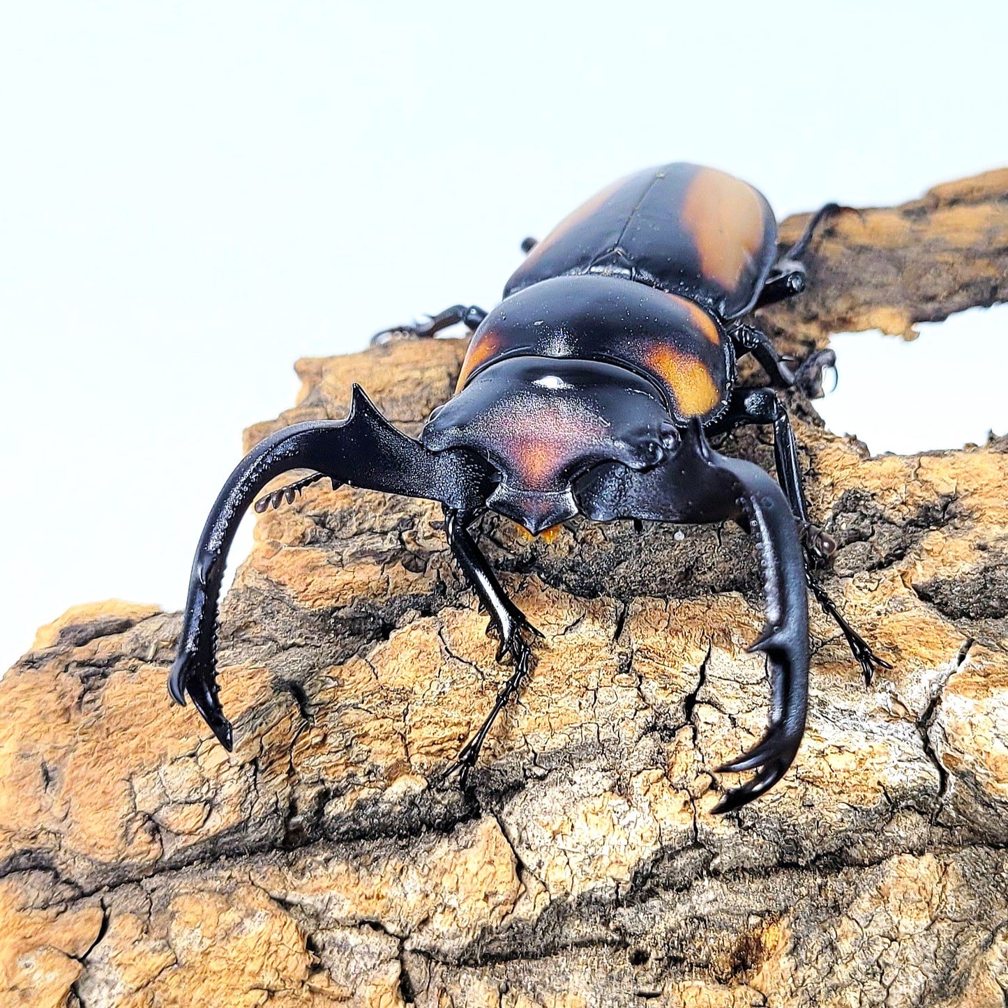 Thai Golden Hart Stag Beetle (Rhaetulus crenatus speciosus)