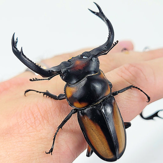 Thai Golden Hart Stag Beetle (Rhaetulus crenatus speciosus)