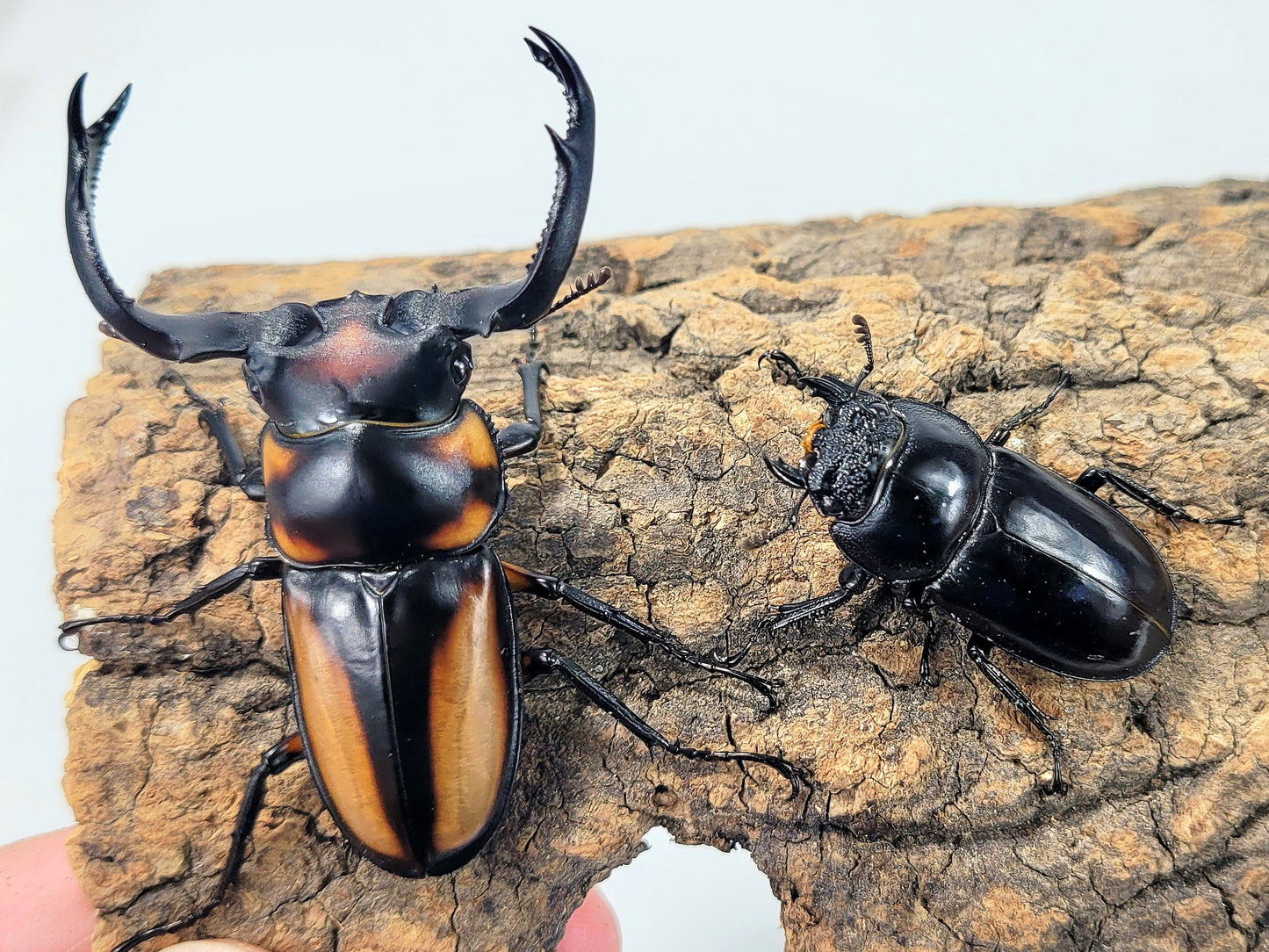 Thai Golden Hart Stag Beetle (Rhaetulus crenatus speciosus)