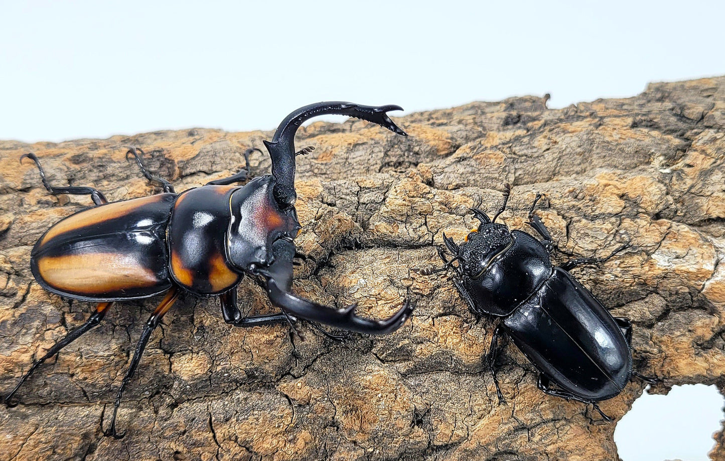 Thai Golden Hart Stag Beetle (Rhaetulus crenatus speciosus)